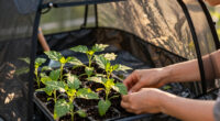 12 Best Grow Tent Kit for Plant Starts in 2026