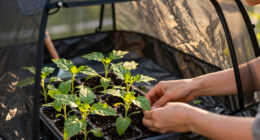 12 Best Grow Tent Kit for Plant Starts in 2026