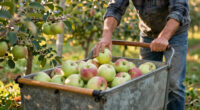 12 Best Harvesting Cart for Backyard Orchards in 2026