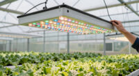 13 Best Commercial LED Grow Light for Greenhouse Supplement in 2026