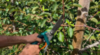 13 Best Pruning Saw for Orchard Maintenance in 2026