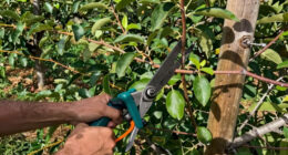 13 Best Pruning Saw for Orchard Maintenance in 2026