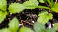 ants conceal predator presence