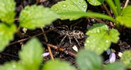 ants conceal predator presence