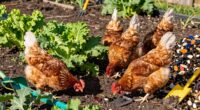 backyard chickens reduce pests