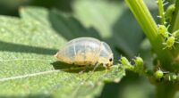 beneficial insects indicating aphid control