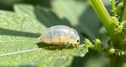 beneficial insects indicating aphid control