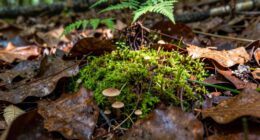 benefits and drawbacks coexist