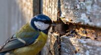 birds cause wood damage