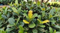boxwood disease warning signs