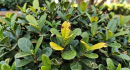 boxwood disease warning signs