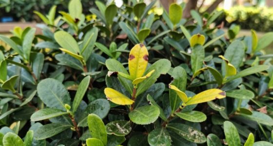 boxwood disease warning signs