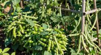 bush or pole beans