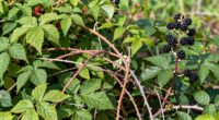 cane vs bush berry management