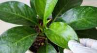 check plants thoroughly first