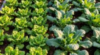 choosing efficient planting options