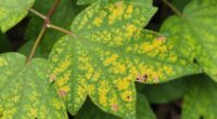 close up plant issue differences