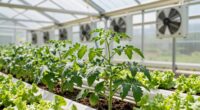 controlled airflow enhances growth
