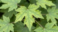 damaged leaves reveal pests