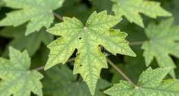 damaged leaves reveal pests