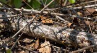 debate over brush piles