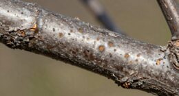 detecting borer infestation early
