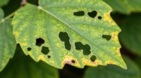 discoloration pattern distinguishes causes