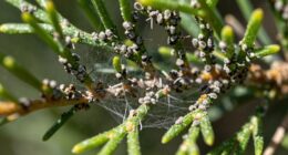 dust worsens mite infestations