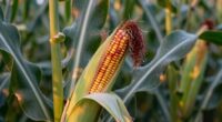 early corn ear development
