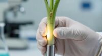 early stem base inspection