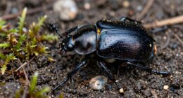 essential ground beetle role