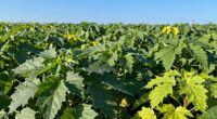 excess nitrogen harms plants