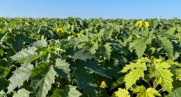 excess nitrogen harms plants