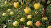 fruit drop pest indicator
