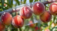 fruit protection netting