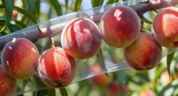 fruit protection netting
