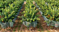 fruit tree zone planning