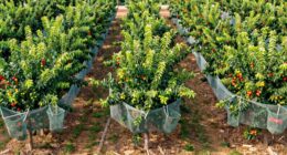 fruit tree zone planning