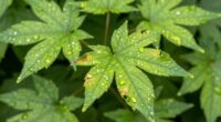growth surge followed by pause
