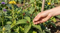 habitat improvement enhances control