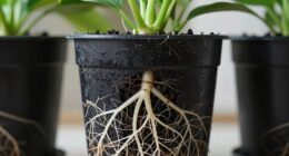healthy root growth promotion