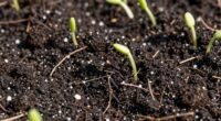healthy soil weak plants