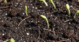 healthy soil weak plants