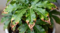 helping causes leaf damage