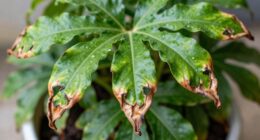 helping causes leaf damage