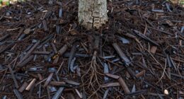 hidden mulch induced tree damage