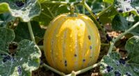 honeydew increases mold risk