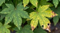 identify issues before spraying