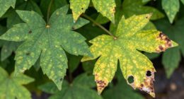 identify issues before spraying