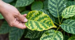 identify symptoms through patterns